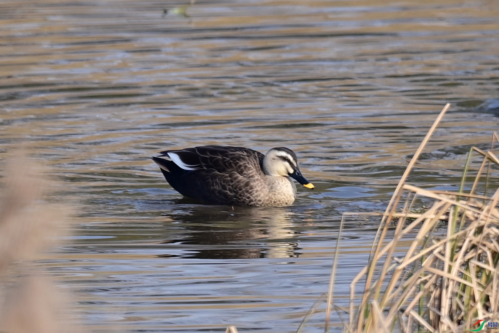DSC_8544.jpg