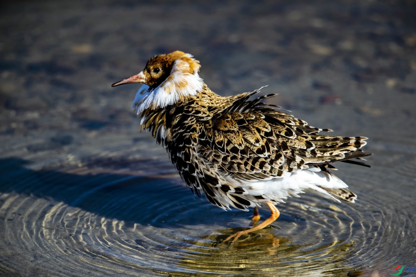 ������ (118)-2.jpg