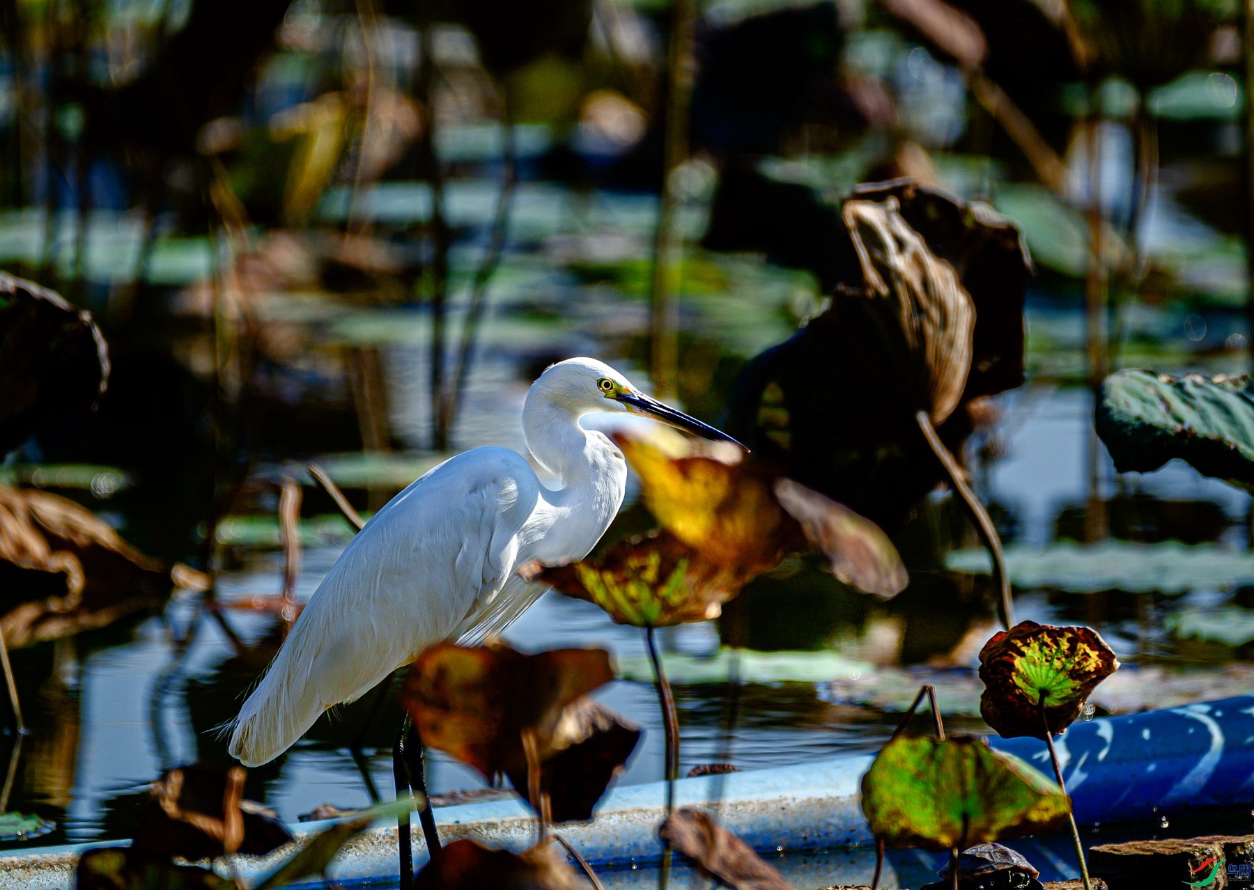 ��  ���ǰ�