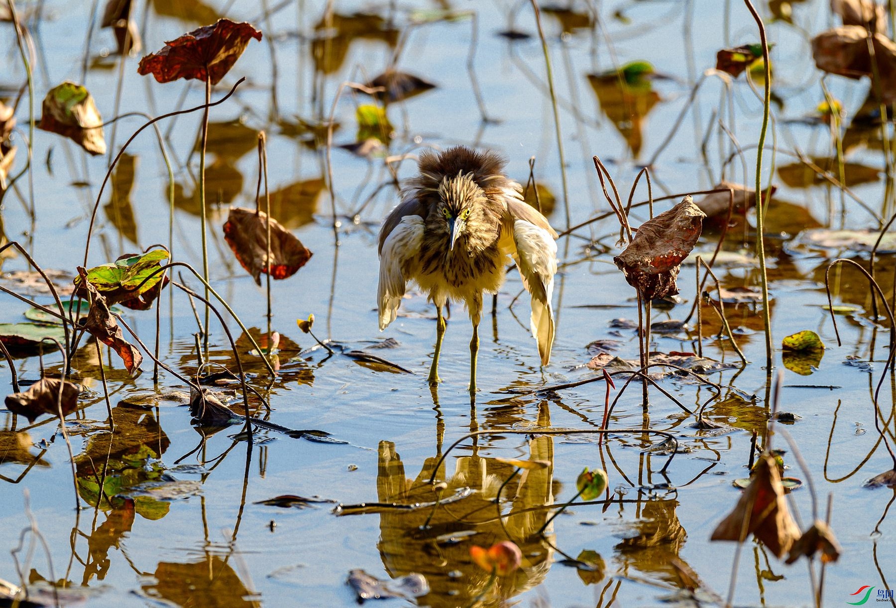 �����ң��������ˡ�