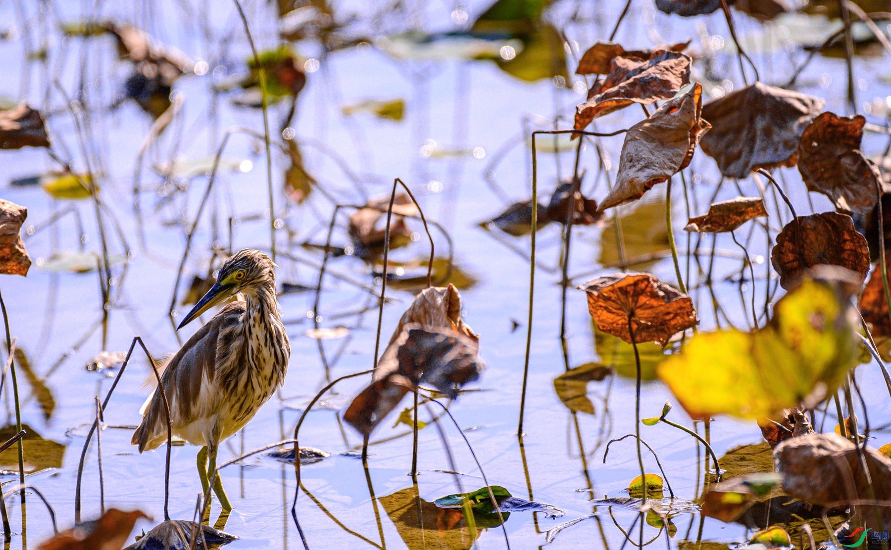 ��έ���ڲк����ɫ���кɺܽӽ�����ע�⻹�����Ҳ�������