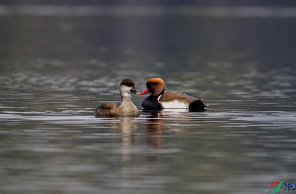 0002_1 - ����.JPG