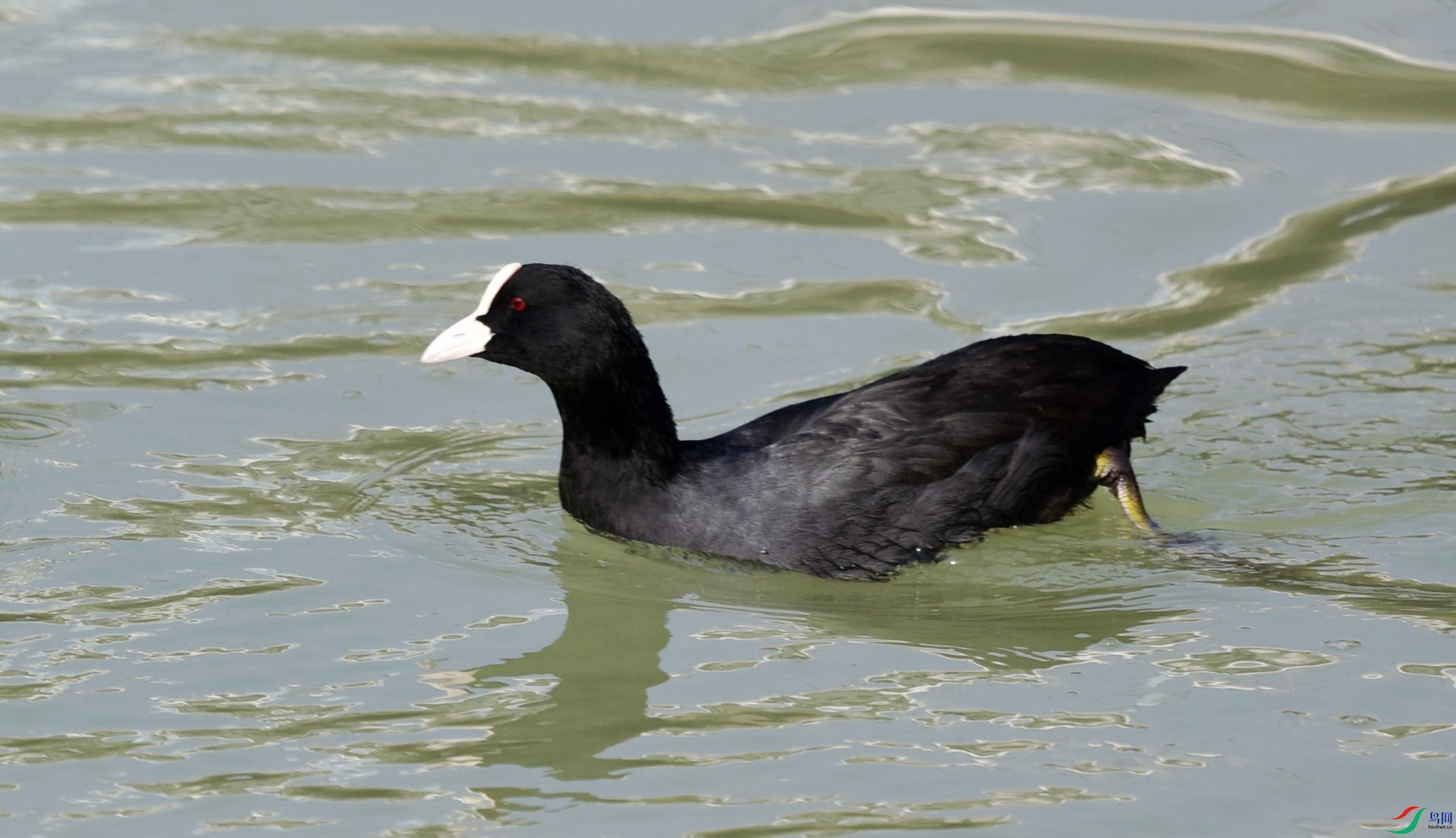 DSC_6599_conew3.jpg