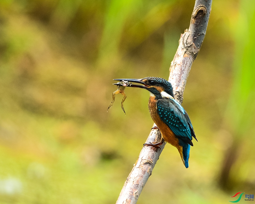 DSC_7918.jpg