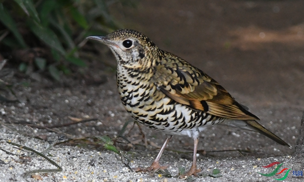 Ϊ������  ��ʦ����������ʡ��ɽ��¡����â�����������.jpg