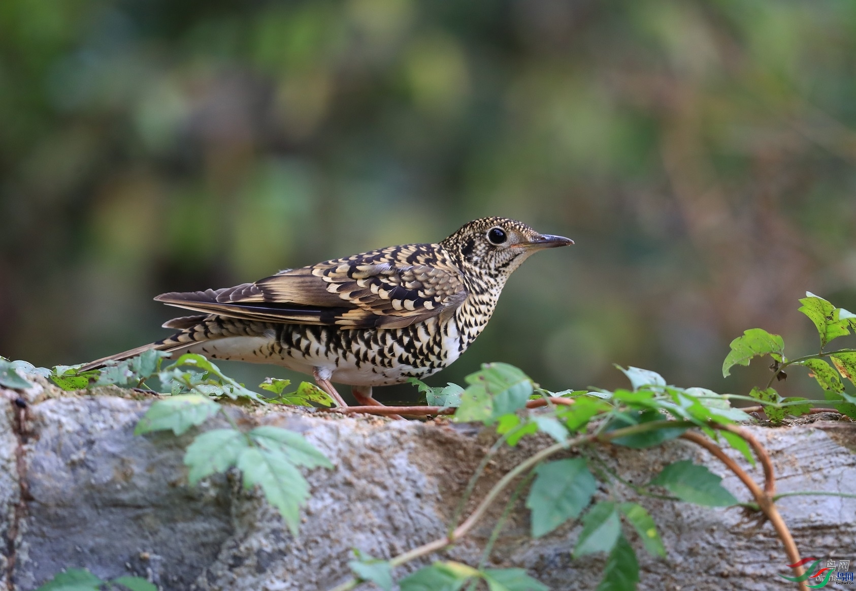 ���  ��ʦ����.jpg