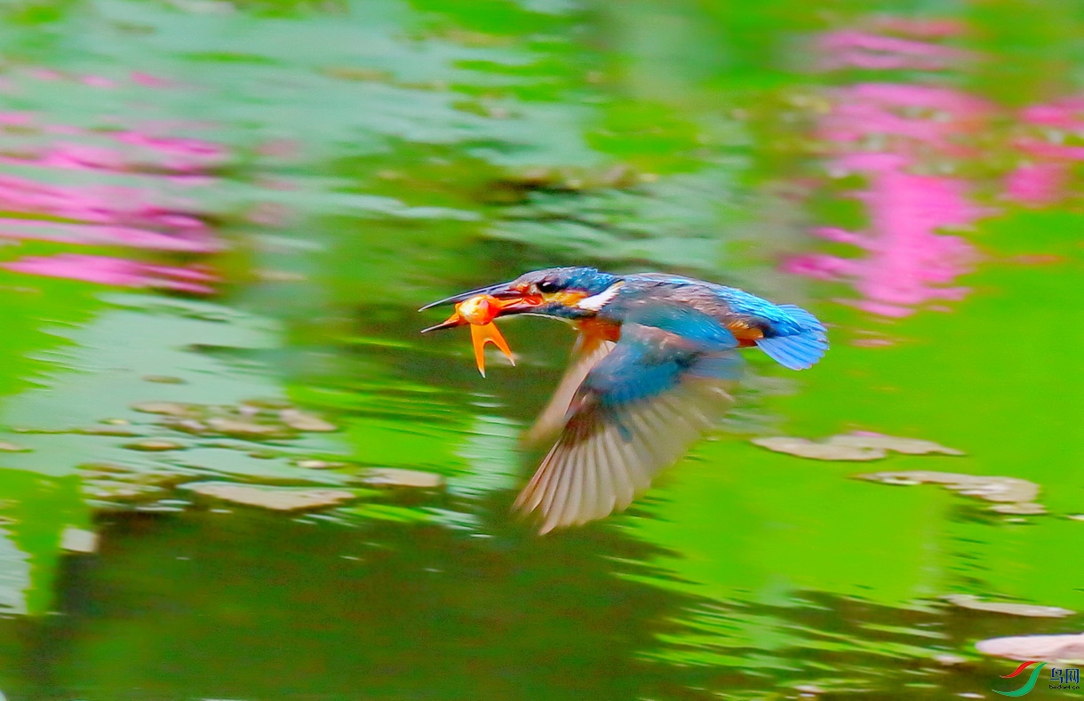 8K4A1193 - ����.JPG