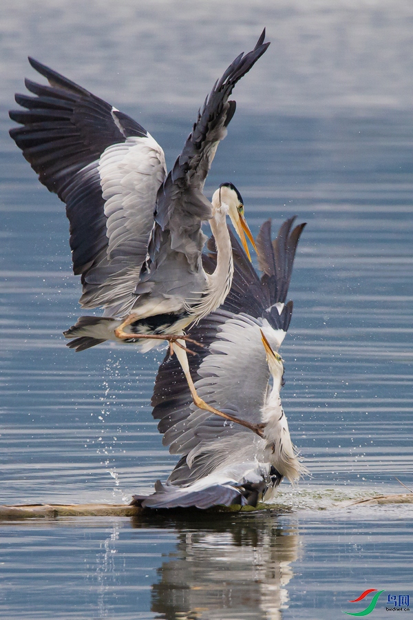 DSC_5949a.jpg
