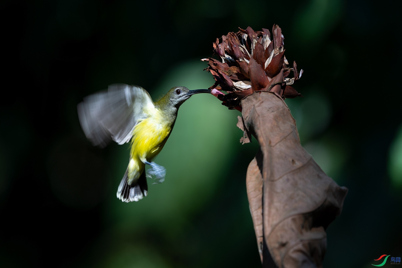 DSC_6733_DxOa.jpg