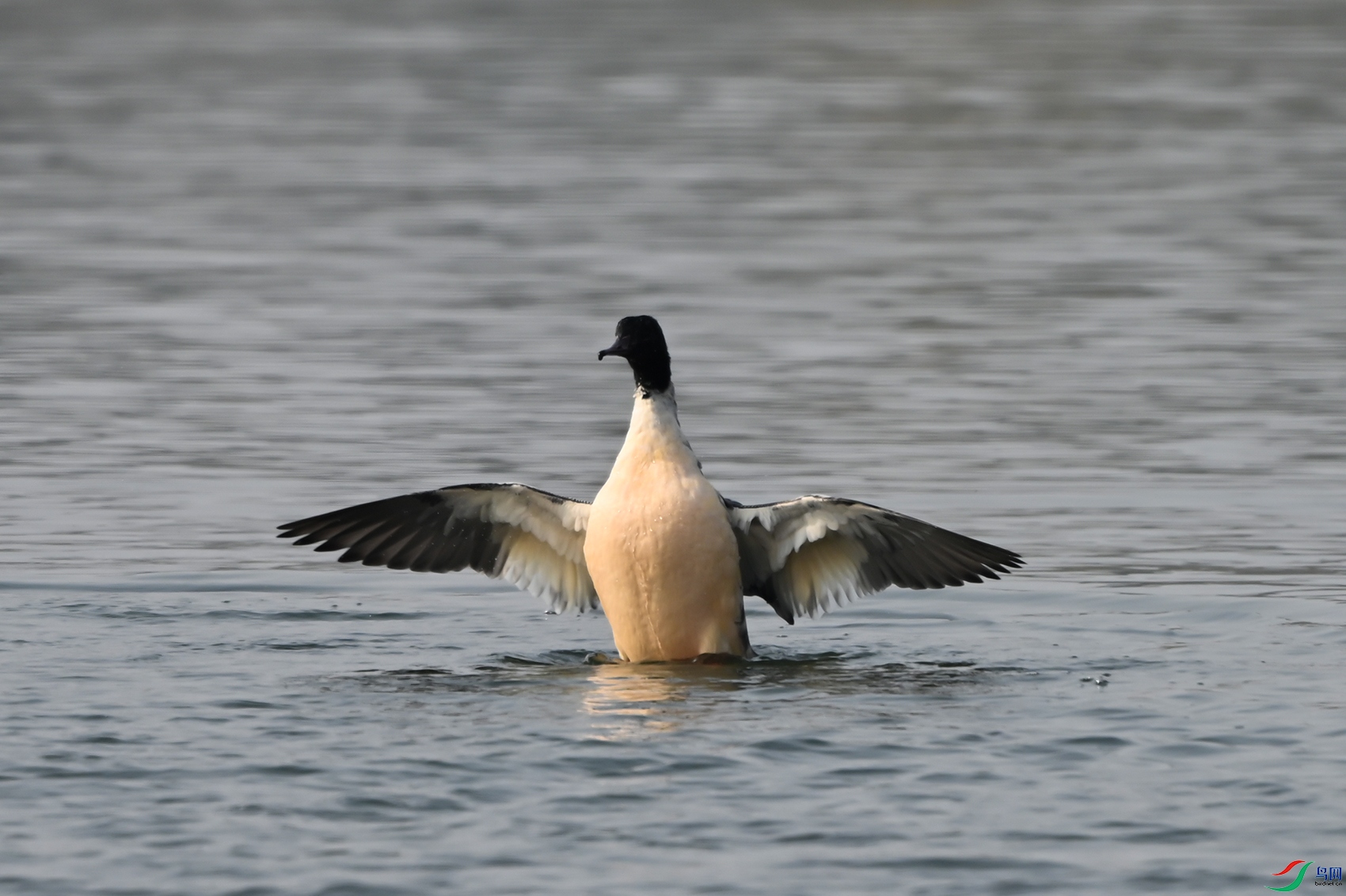 DSC_9967.jpg