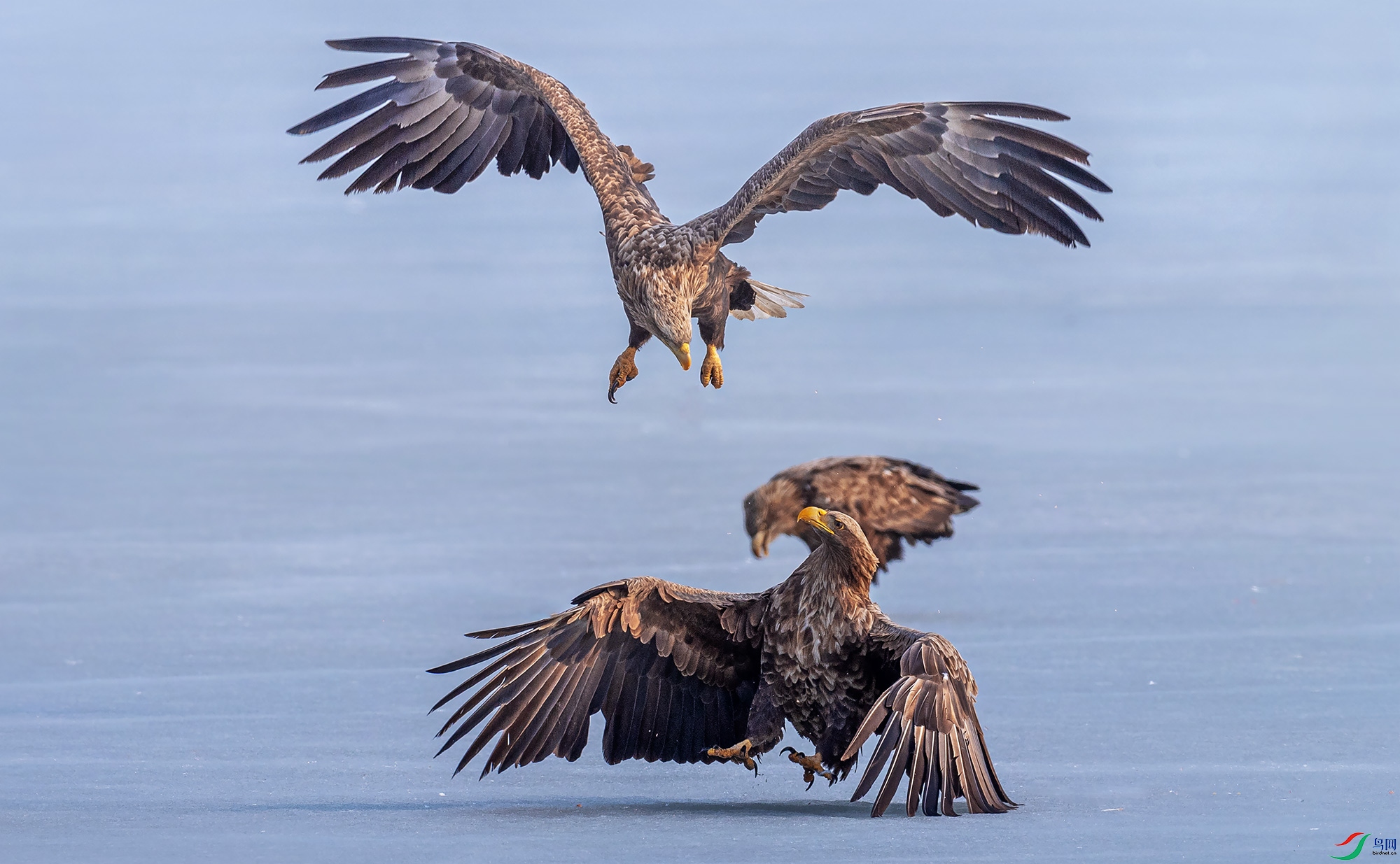 ��β����