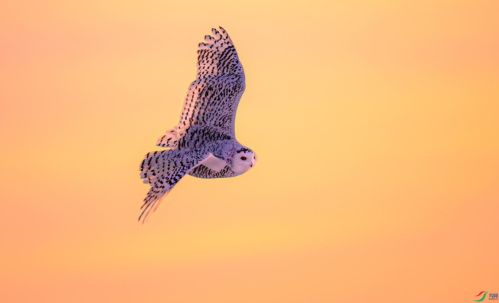 _DSC9006==1w.jpg