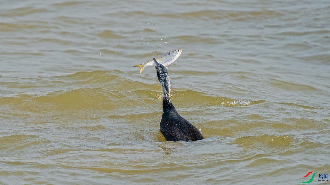 ��DSC_1248.jpg