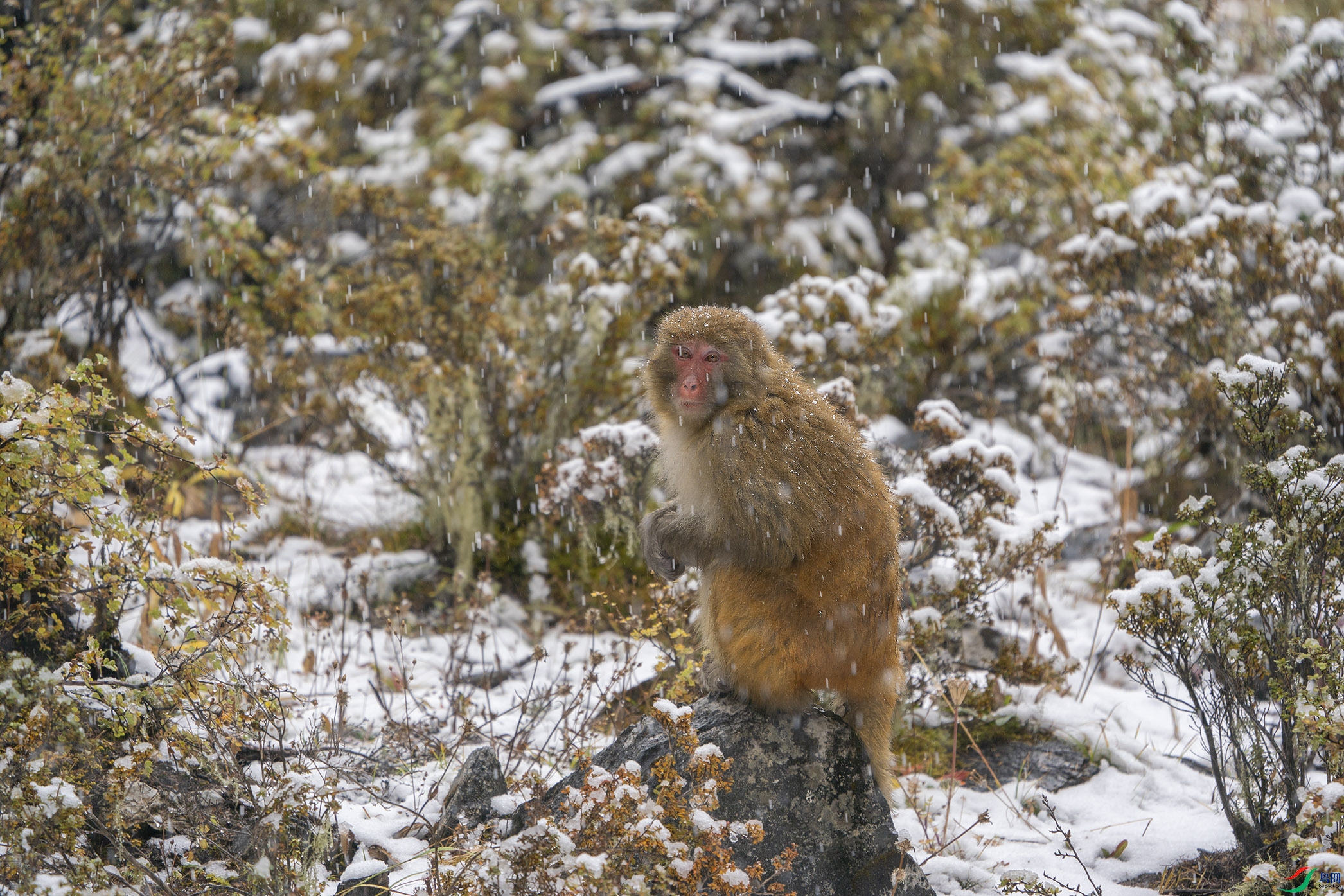 稻城亚丁又见藏酉猴