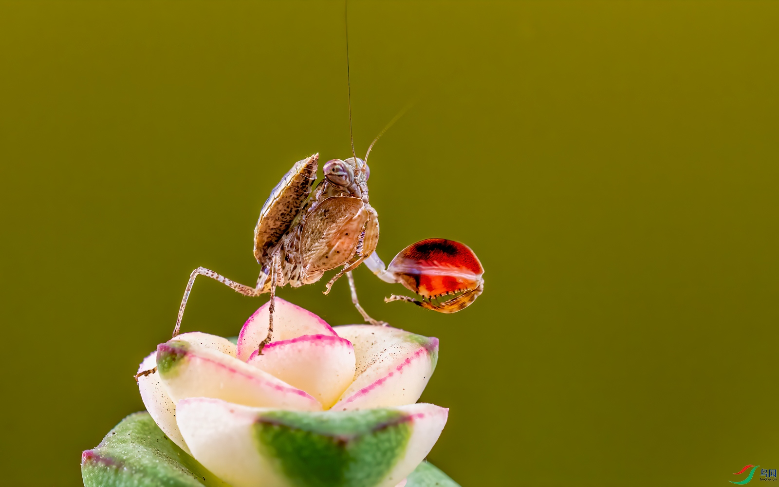 拳击螳螂贺获首页精华