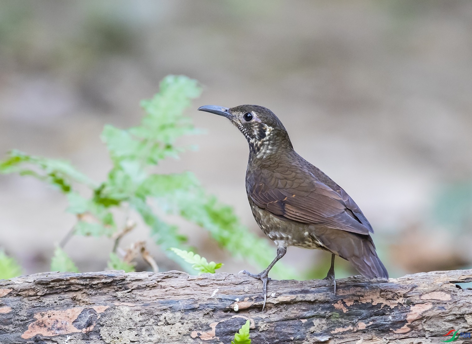 ��������  ��ʦ����������ʡ�º���徰����������ӯ����0.jpg