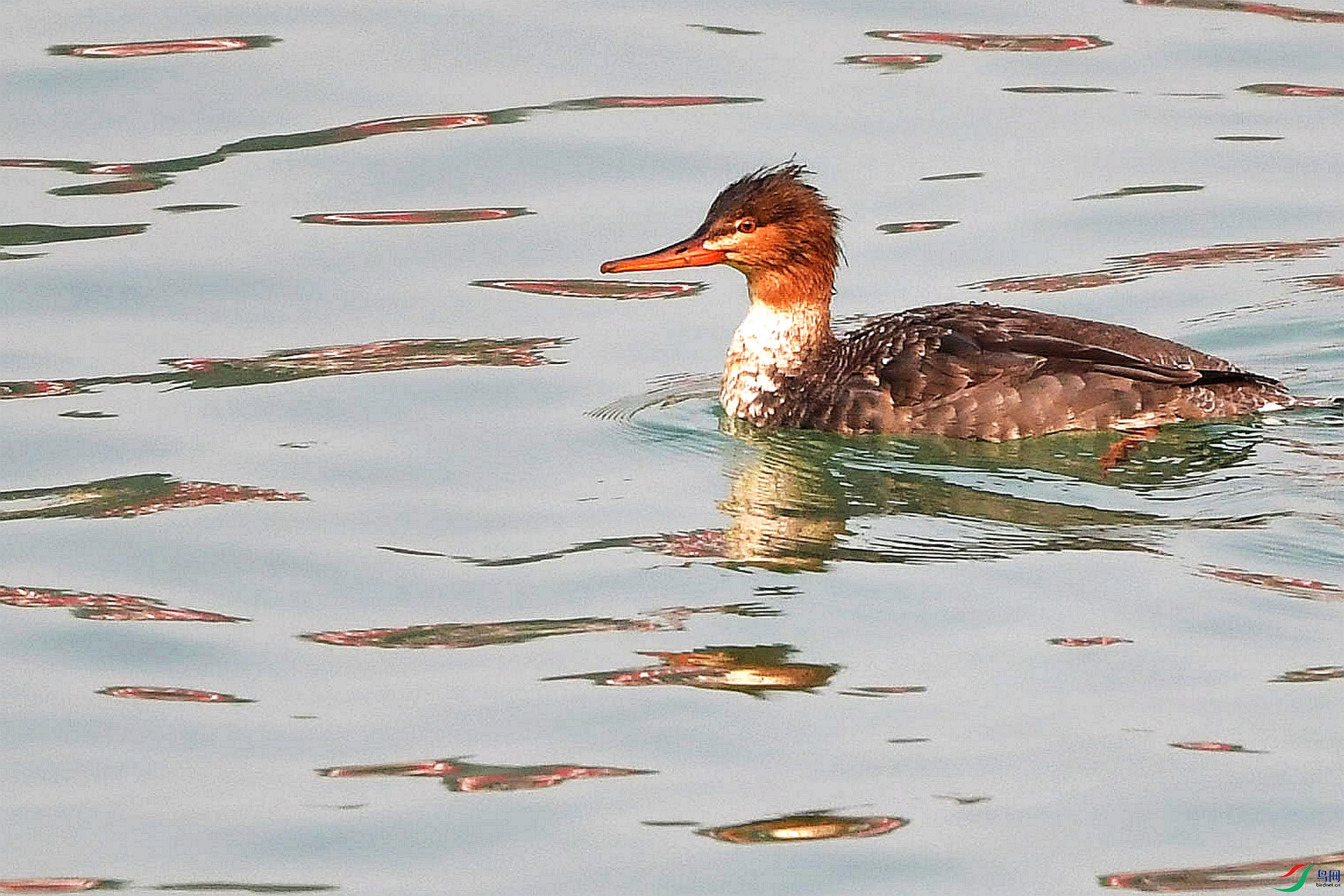 DSC_6575_����.jpg