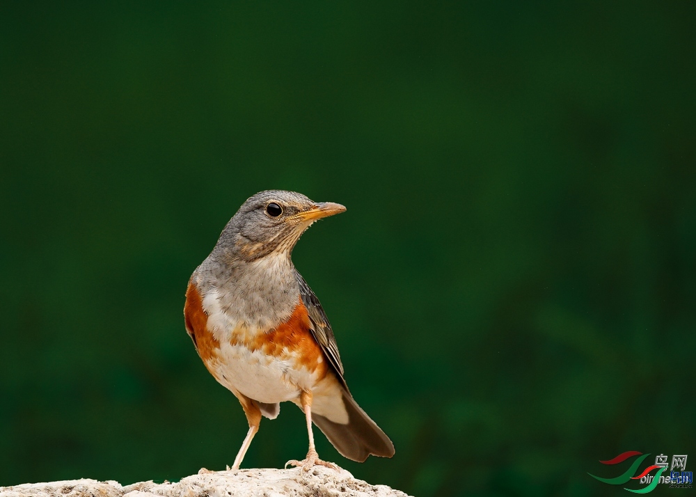 ��Ȼ  ��ʦ����.jpg