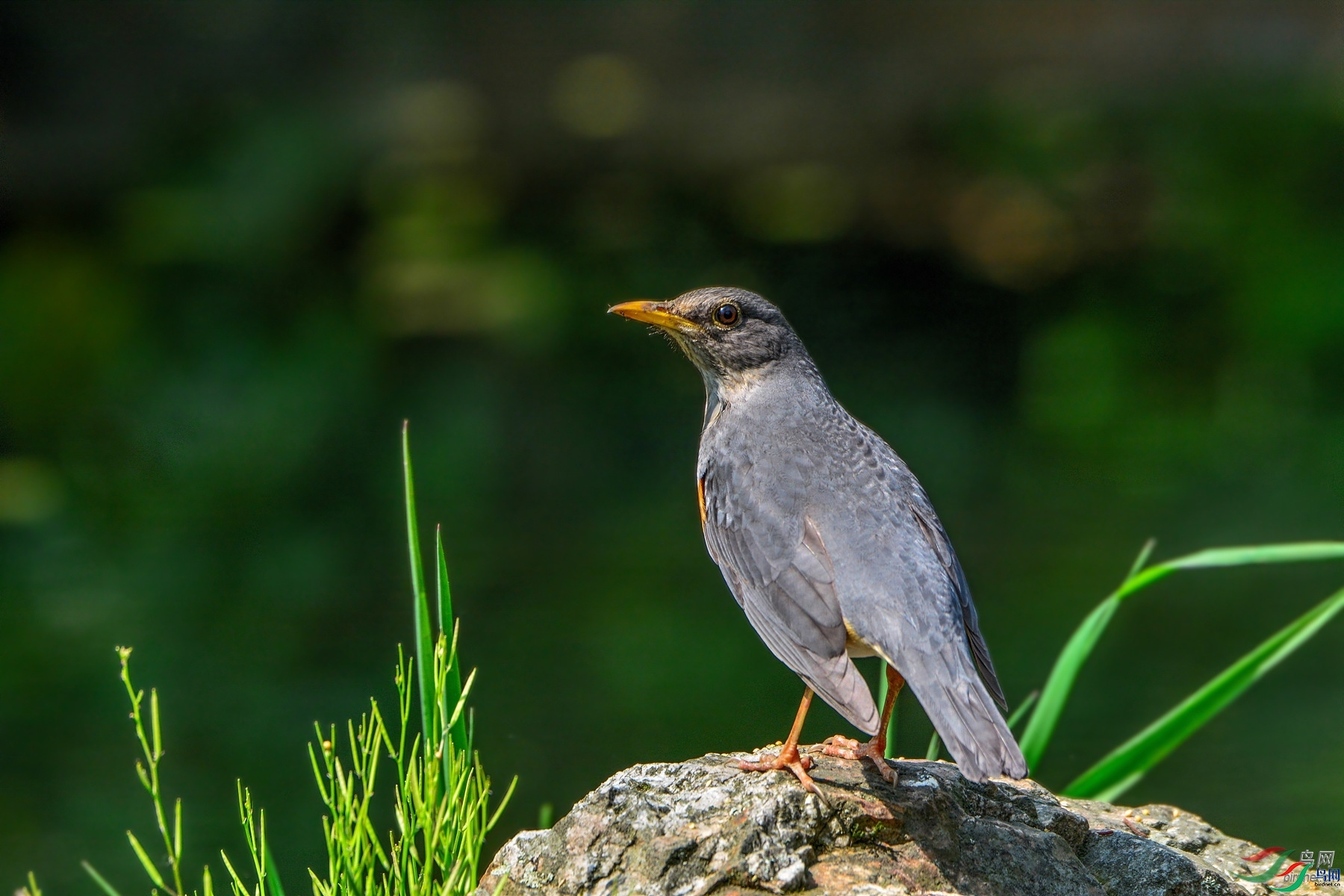 ��Ƥ����  ��ʦ�����ڽ���ʡ�Ͼ���.jpg