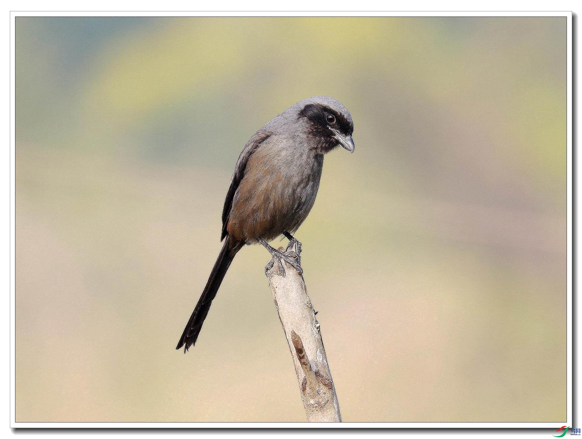 ������ͷ