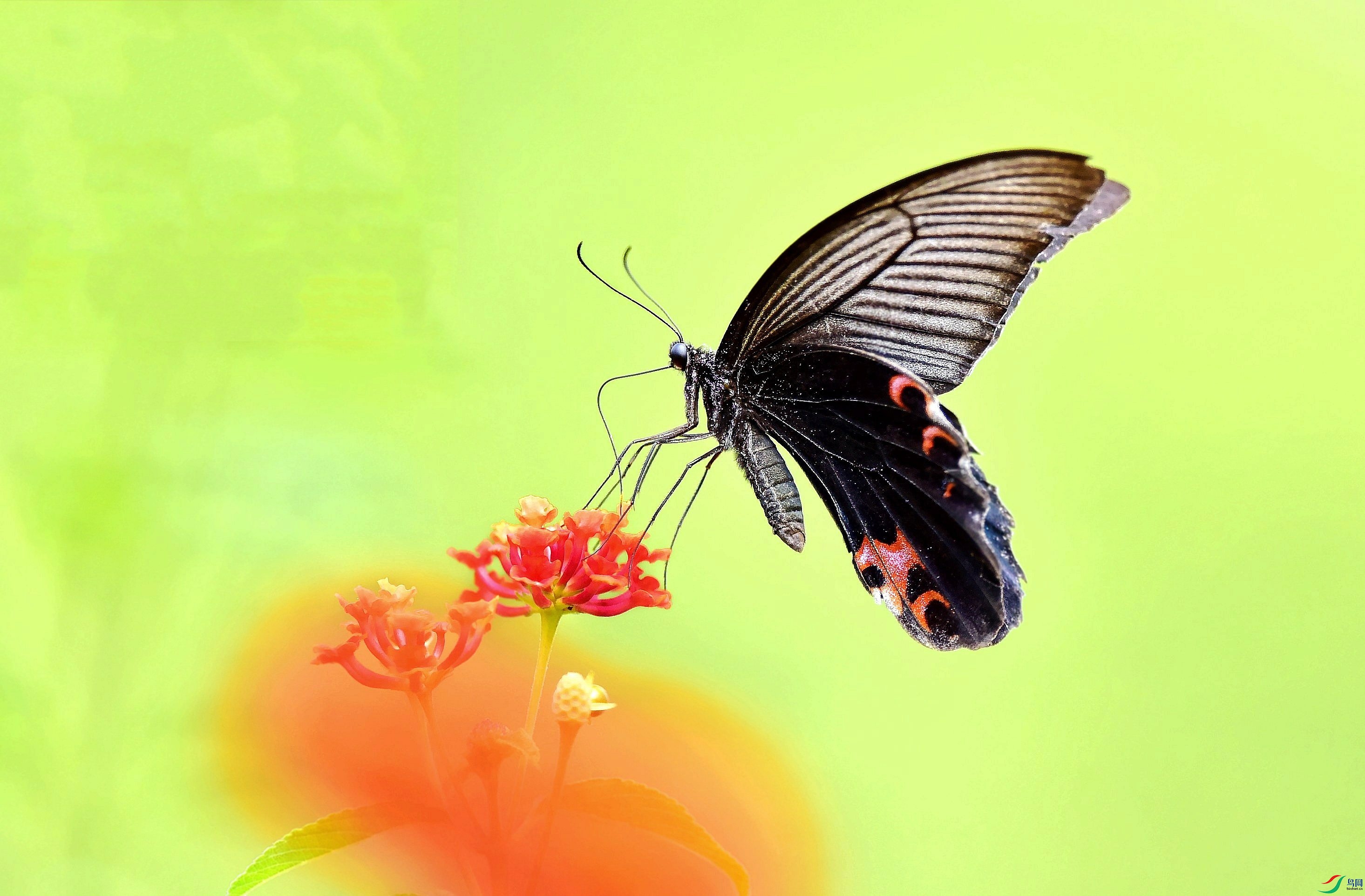 DSC_6425_conew3.jpg