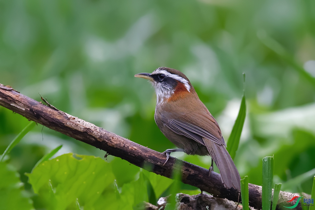 DSC_7484_DxOa.jpg