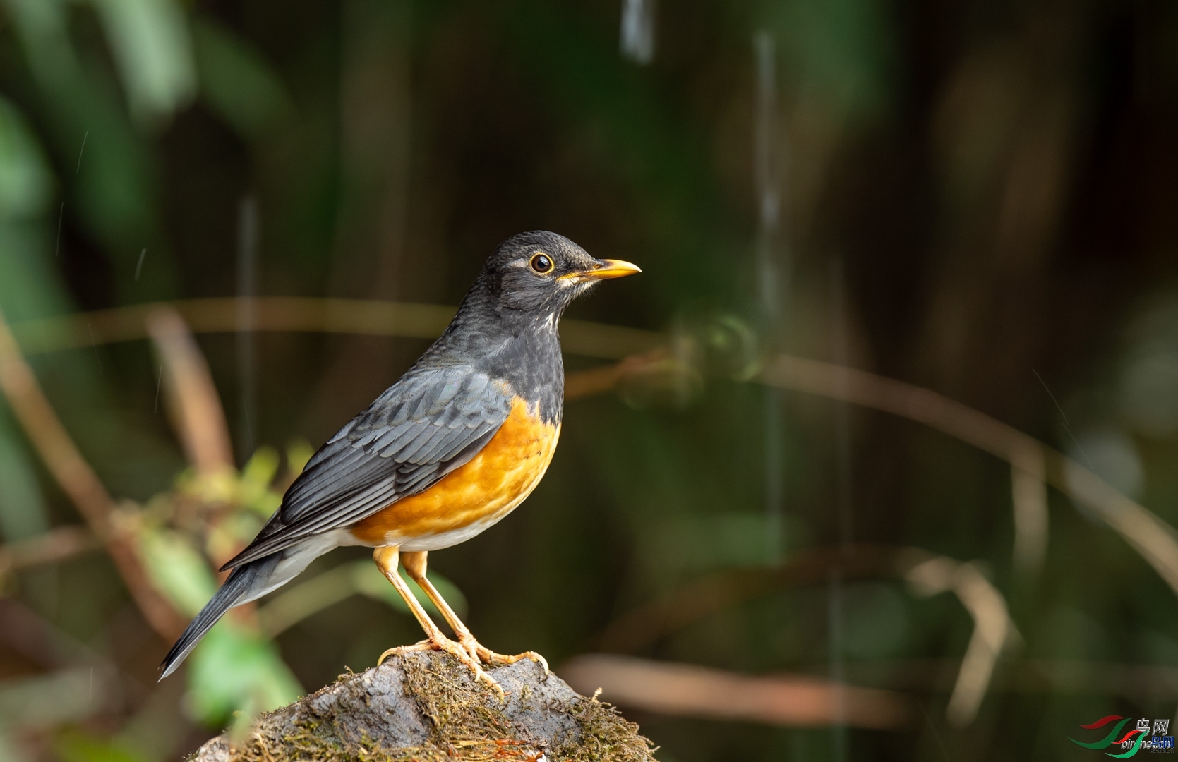 �ķ�ľ��  ��ʦ����������ʡ��ɽ��.jpg