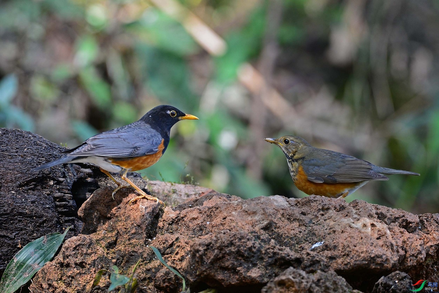 ����ӭ��  ��ʦ����������ʡ��ɽ��0.jpg