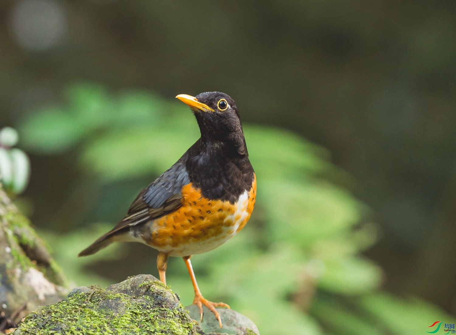 ֱ����  ��ʦ�����ڹ���׳��������������������0.jpg