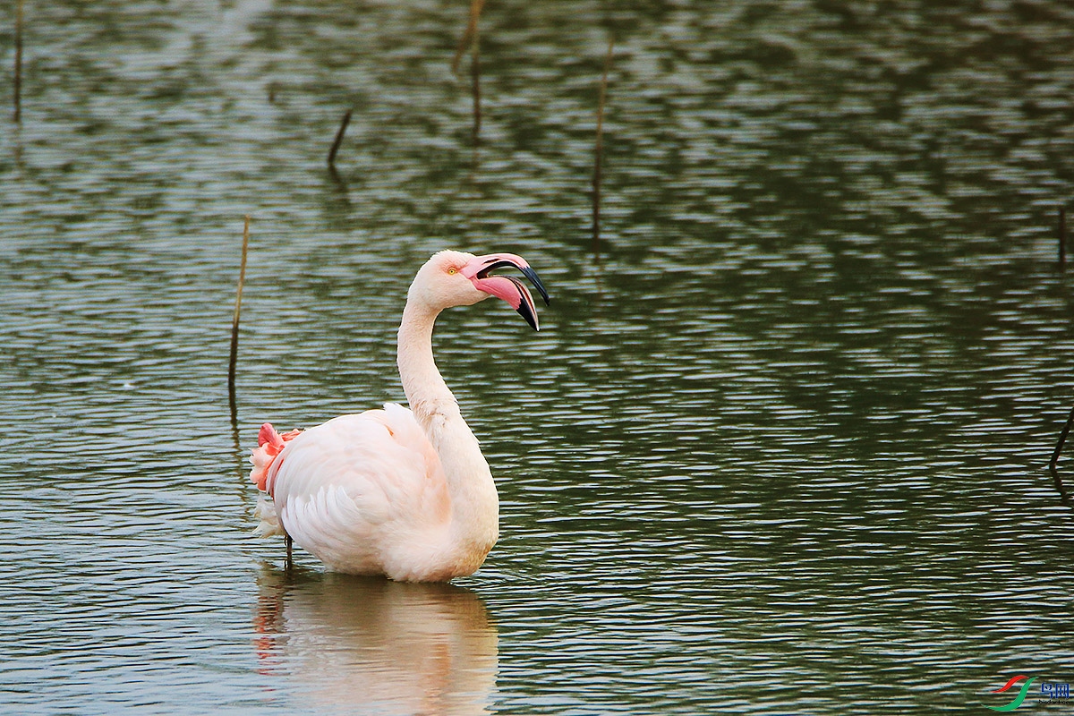 2F4A4784 - ����.JPG