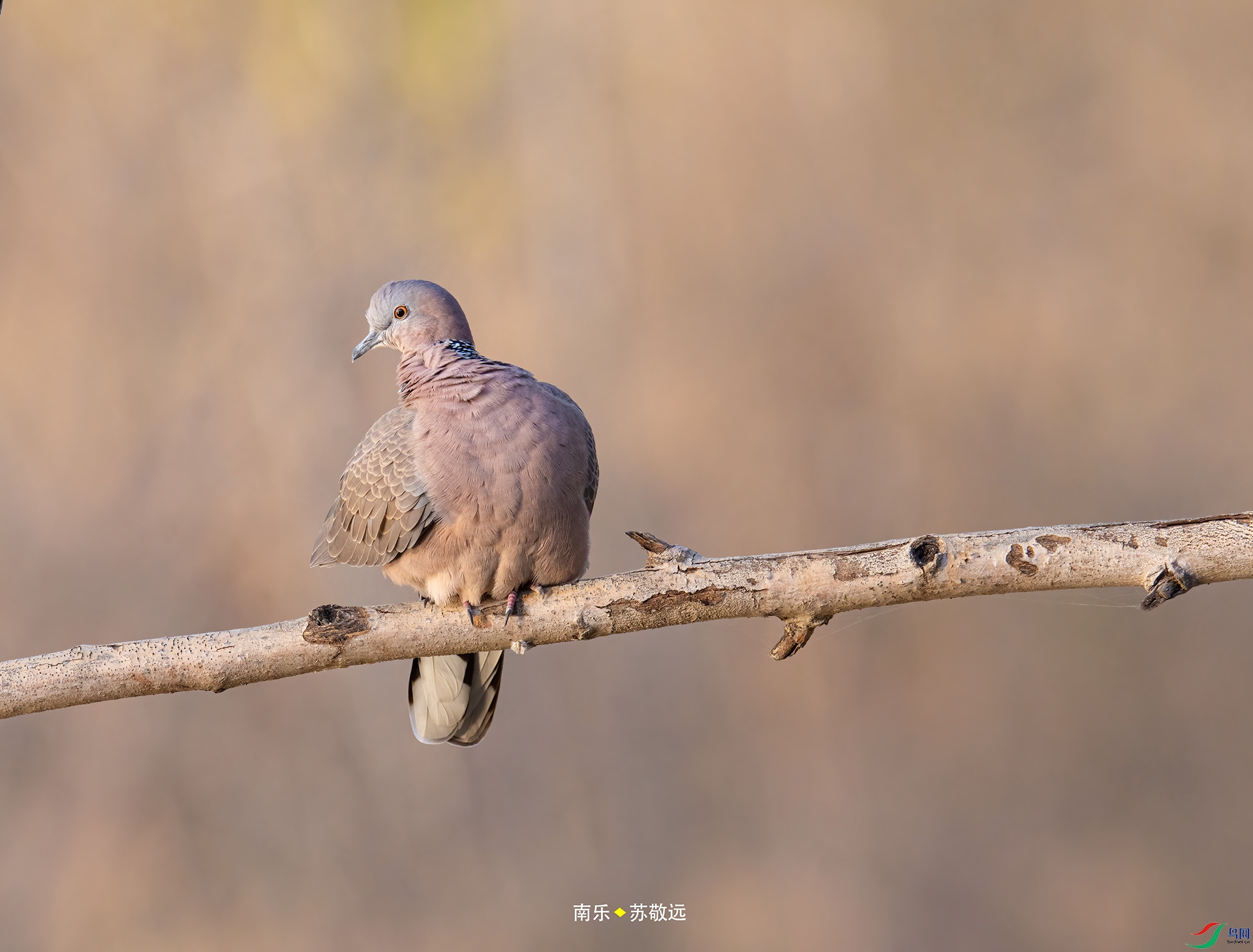 _DSC0703С.jpg
