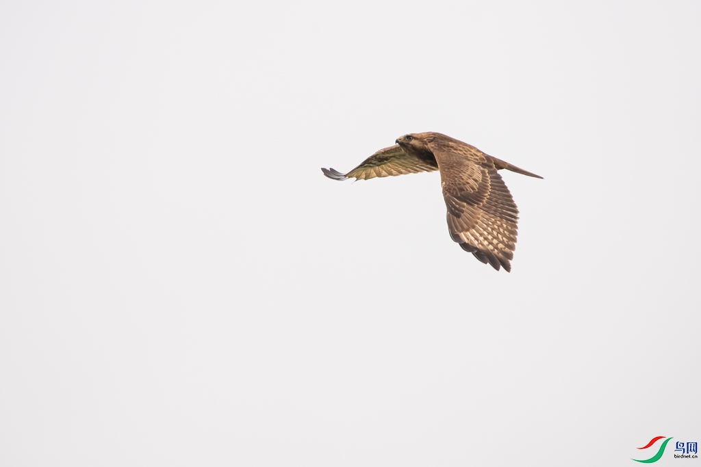 DSC_6064a.jpg