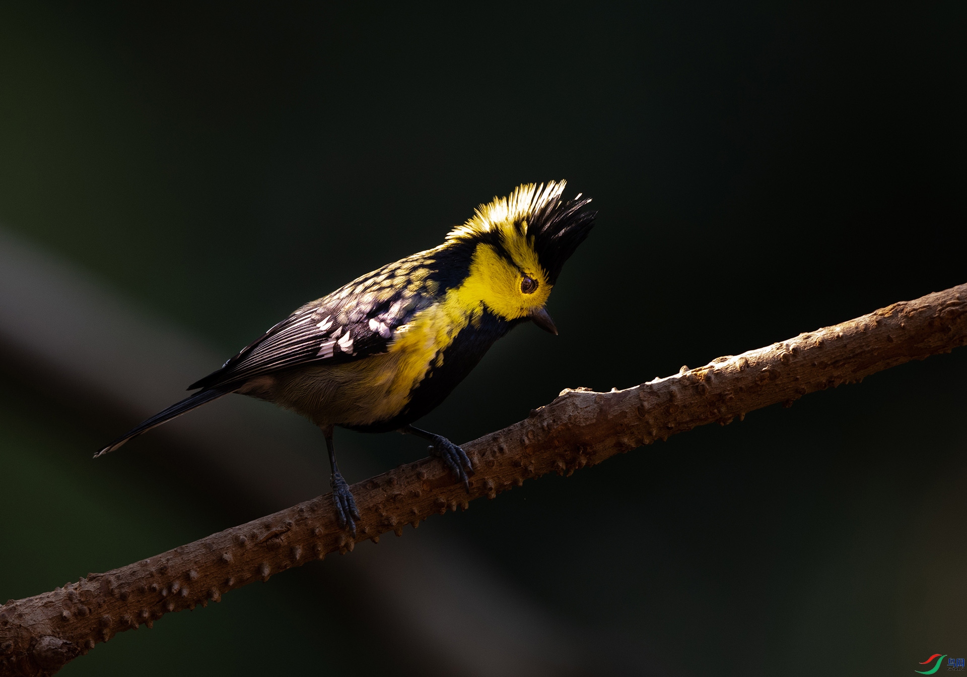 DSC_4379.jpg