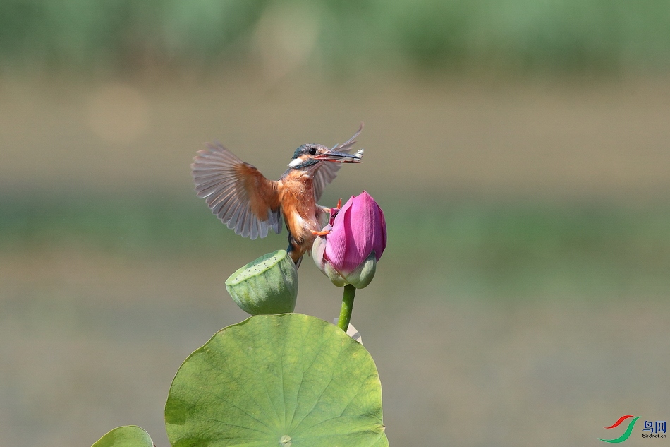 IMG_7145 - ����.JPG