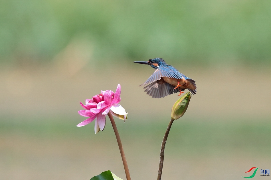 IMG_6690 - ����.JPG