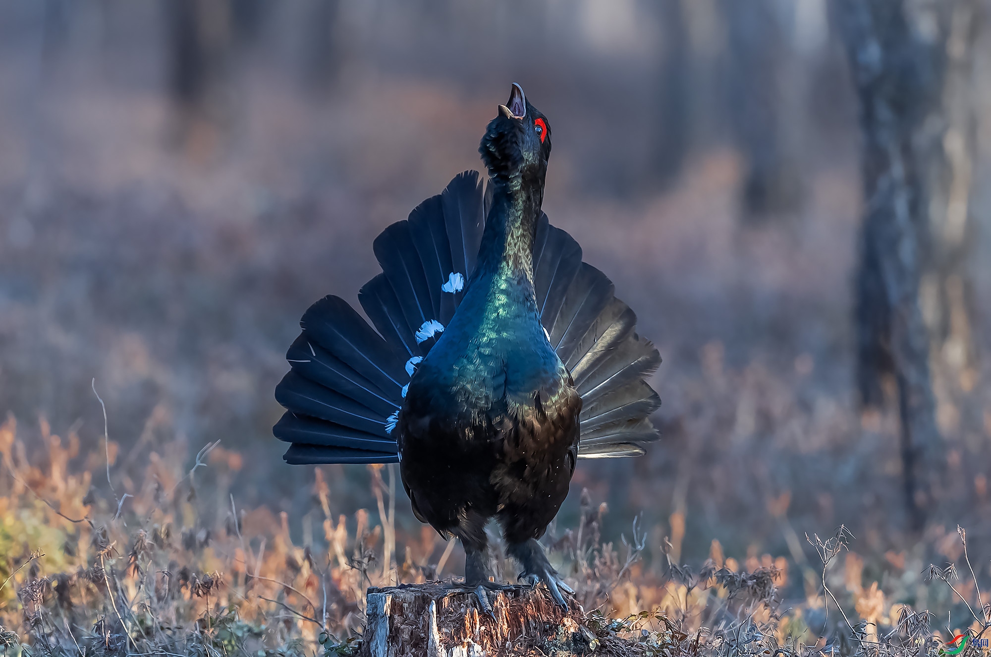 �����ɼ�