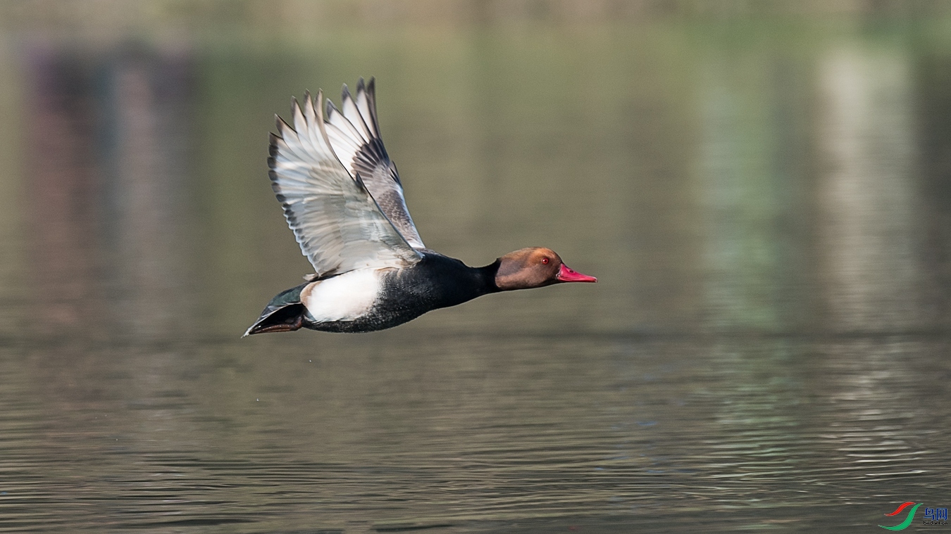 DSC_6576 - ����.jpg