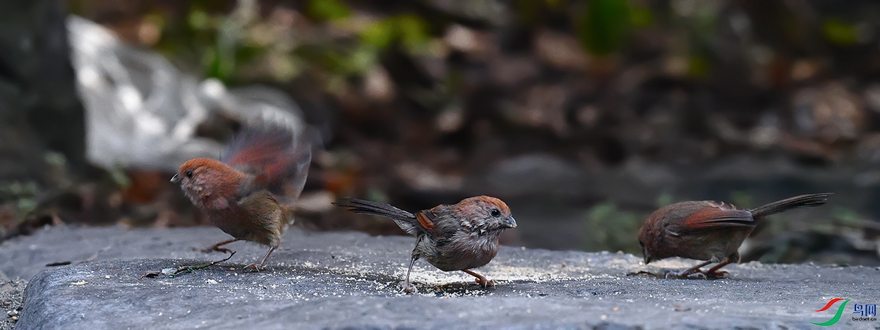 DSC_6300_DxOa.jpg