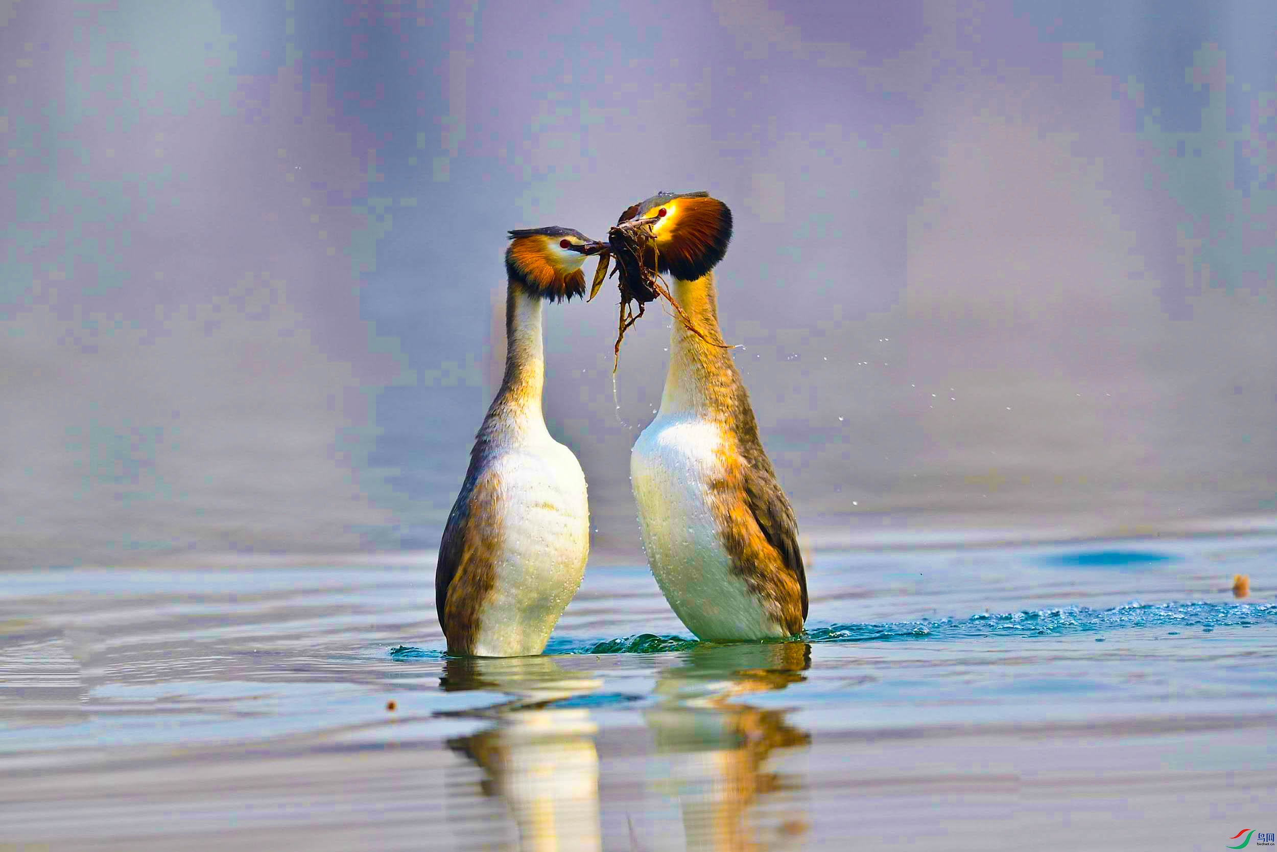 ��ͷ�GT (15).jpg