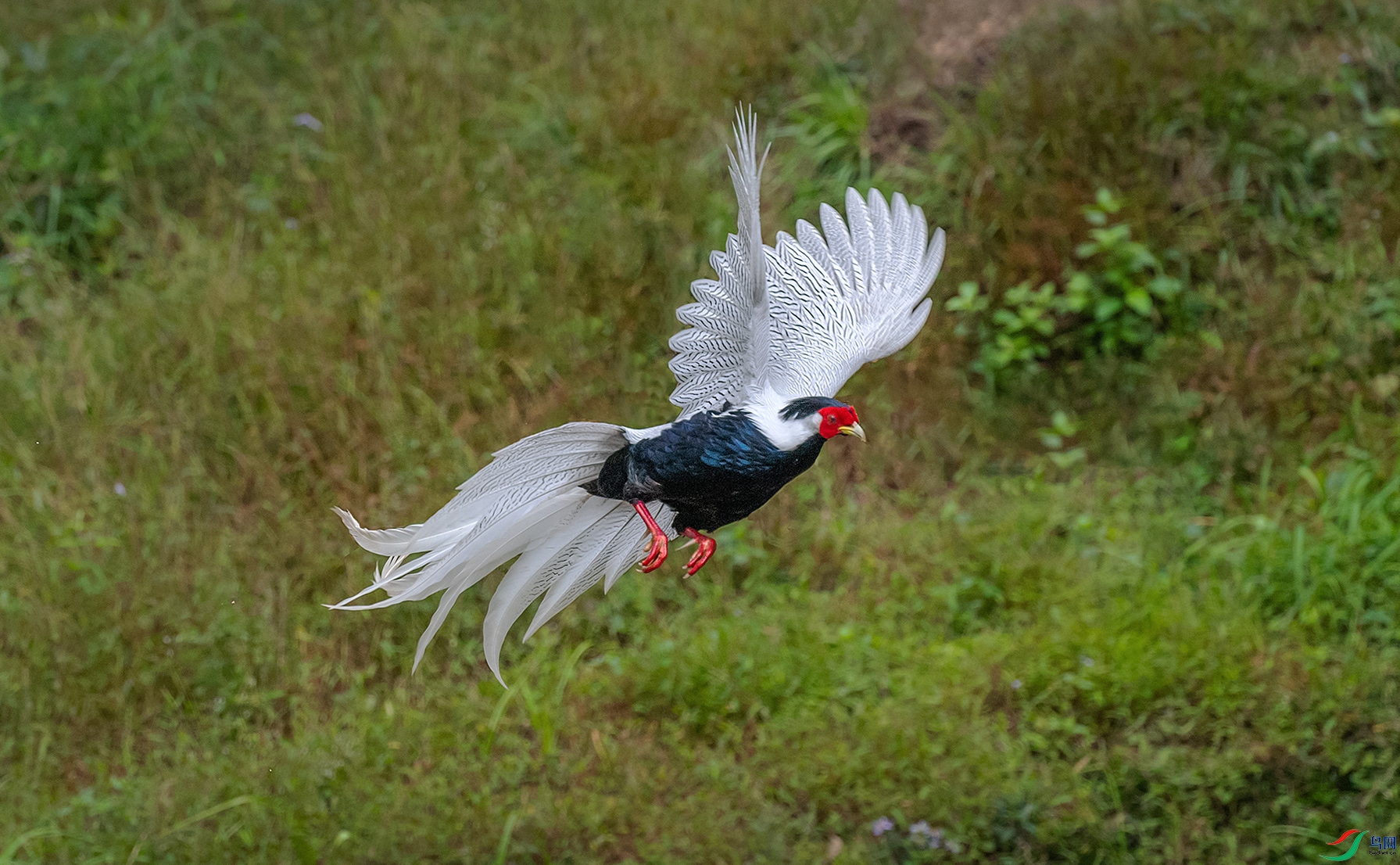 DSC_9601aa.jpg