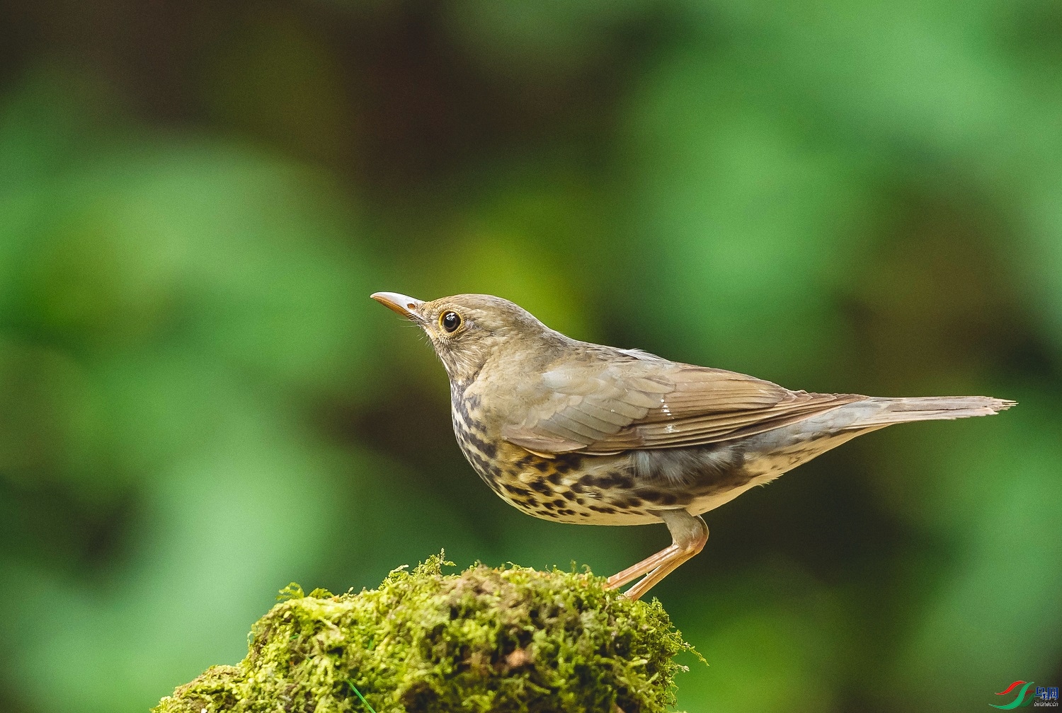 ֱ����  ��ʦ�����ڹ���׳��������������0.jpg