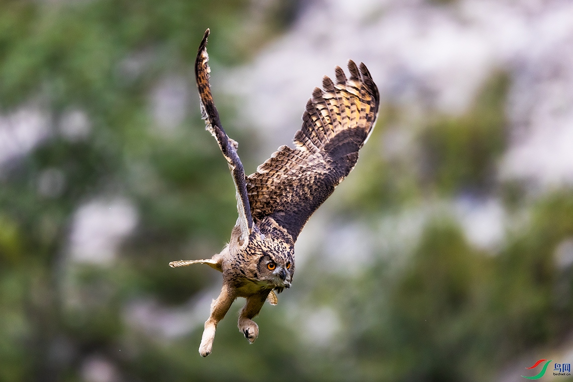 ��СҲ����