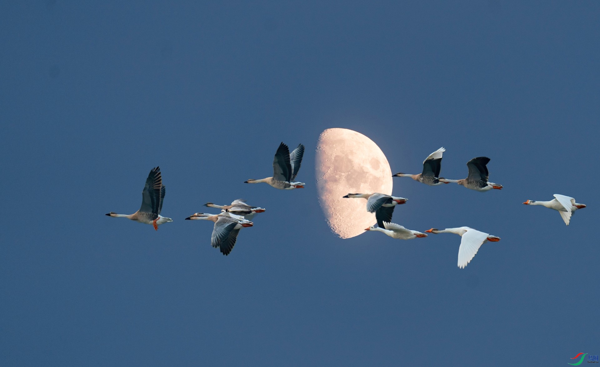 DSC05926-denoise-denoise (1)-mask-composite.jpg