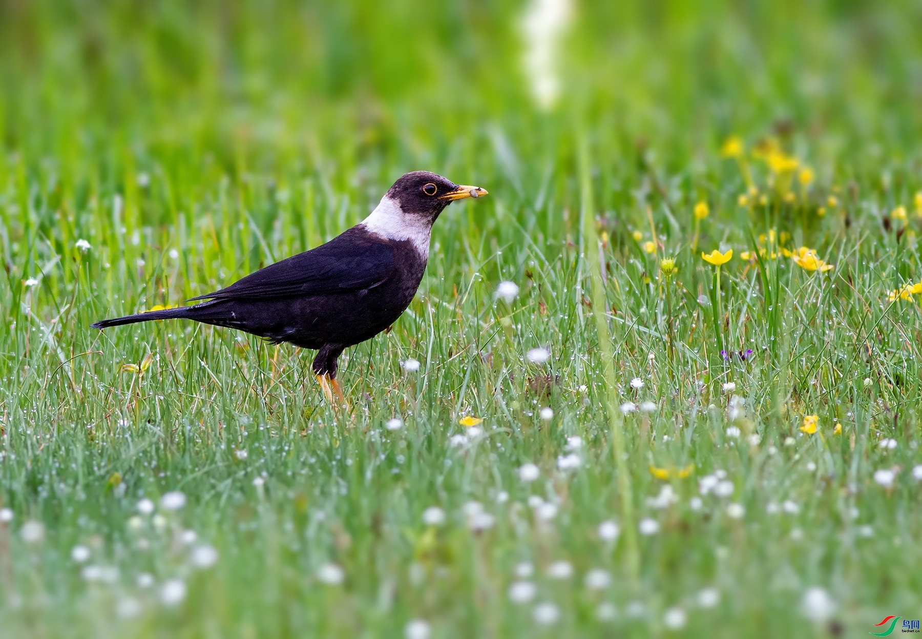 77089  ��ʦ������������������֥������֥��.jpg