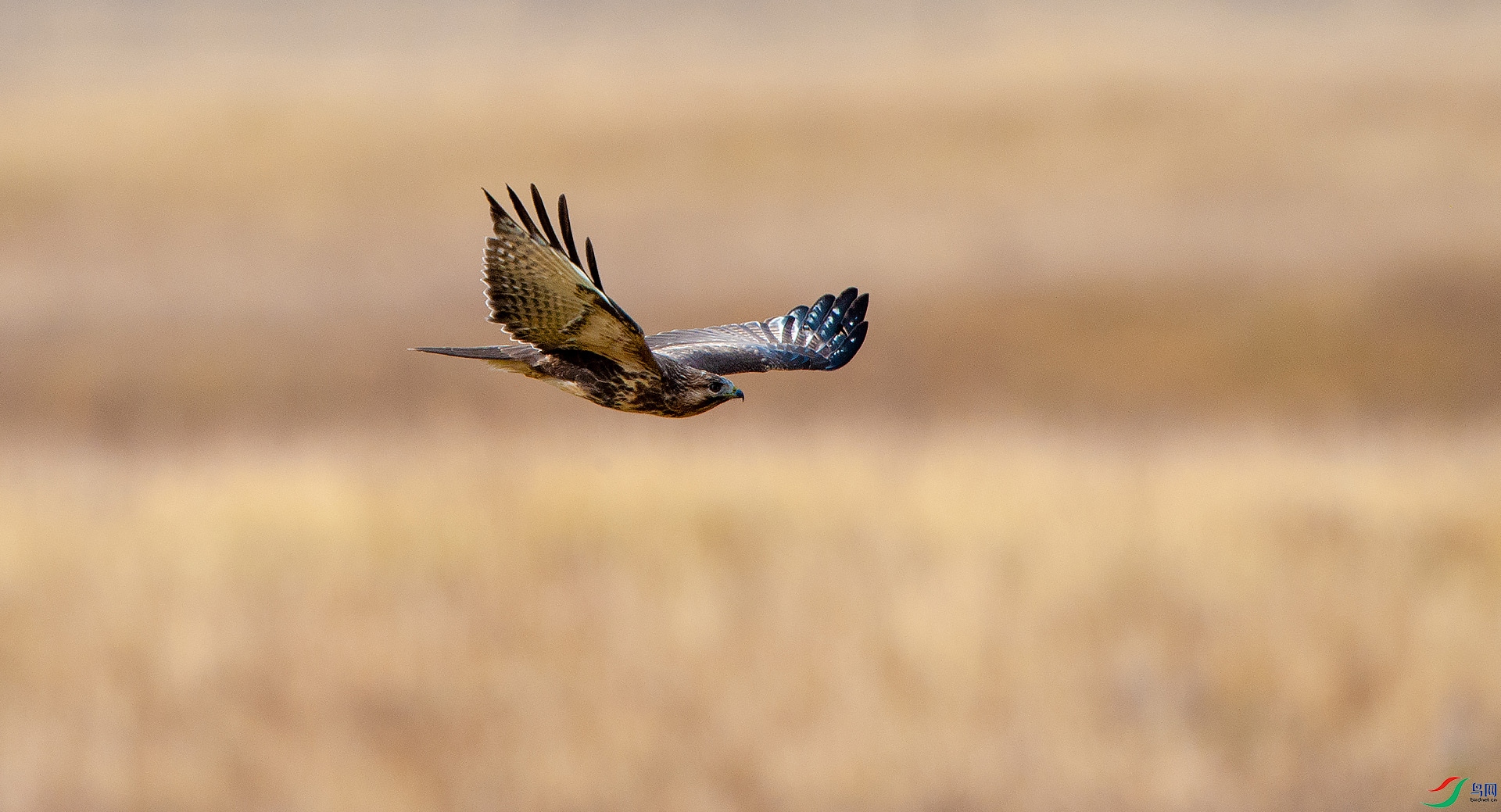 D3S_7924.jpg