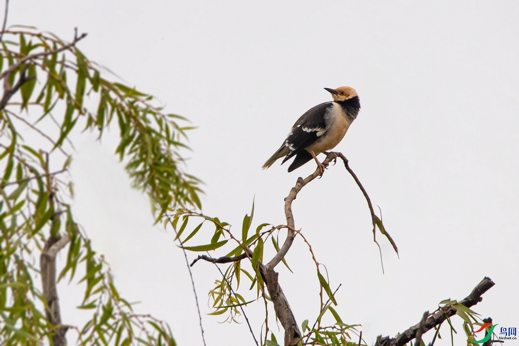 DSC_6102a.jpg