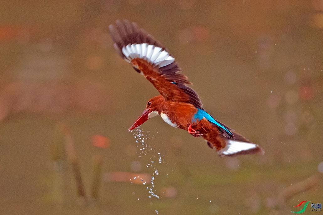 ��DSC_0768.jpg
