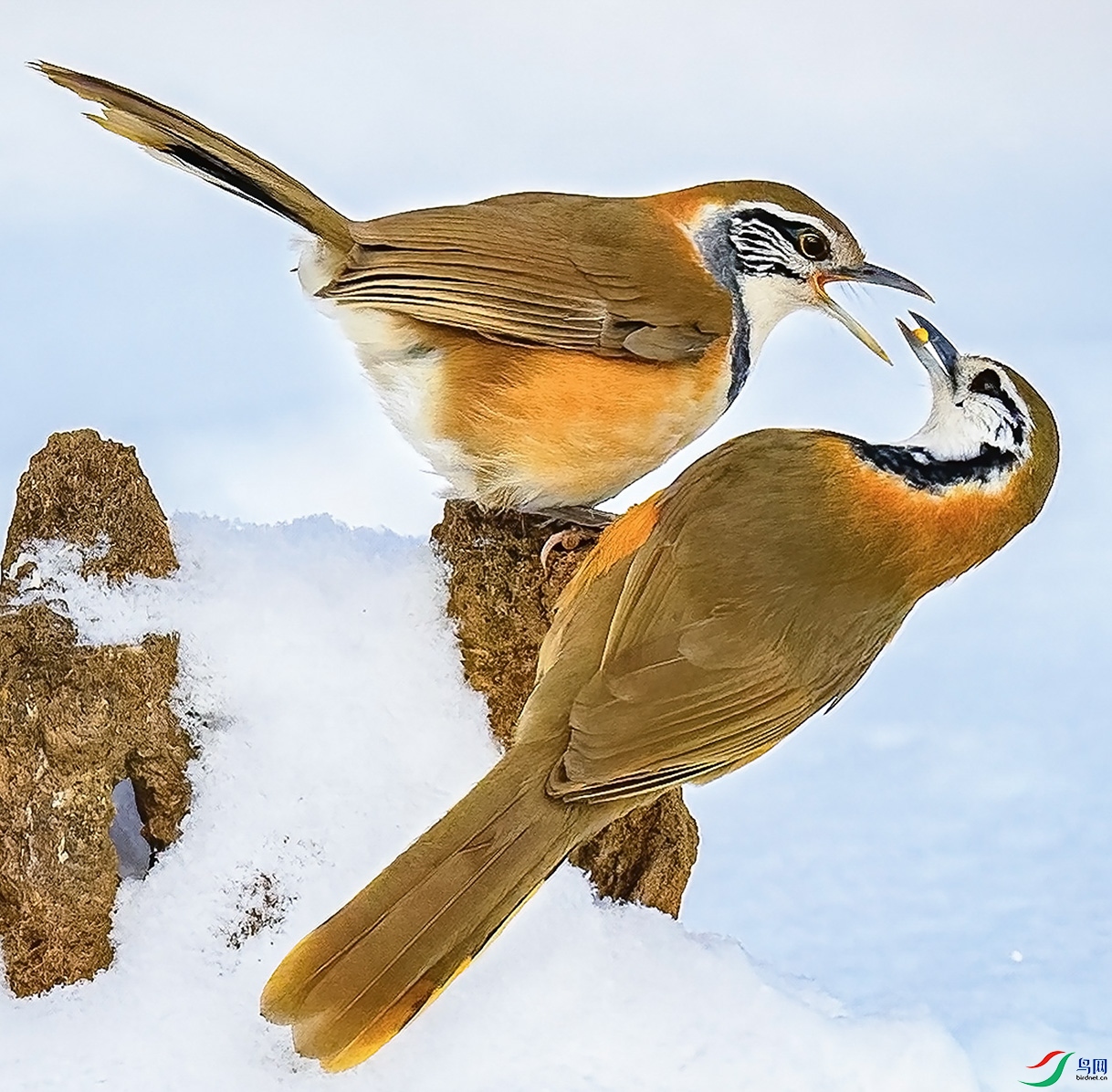 ������ƽ��ɽȪˮ�塣