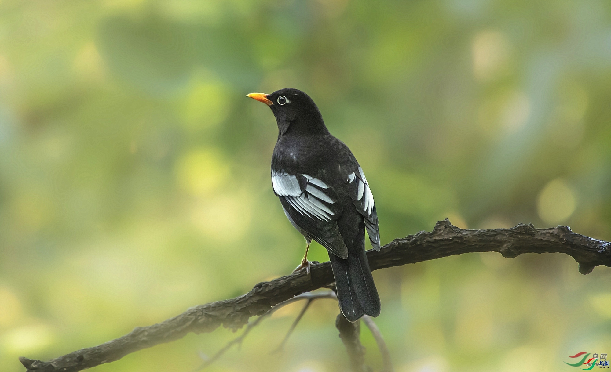 ���� ��ʦ����������ʡ��ɽ��.jpg