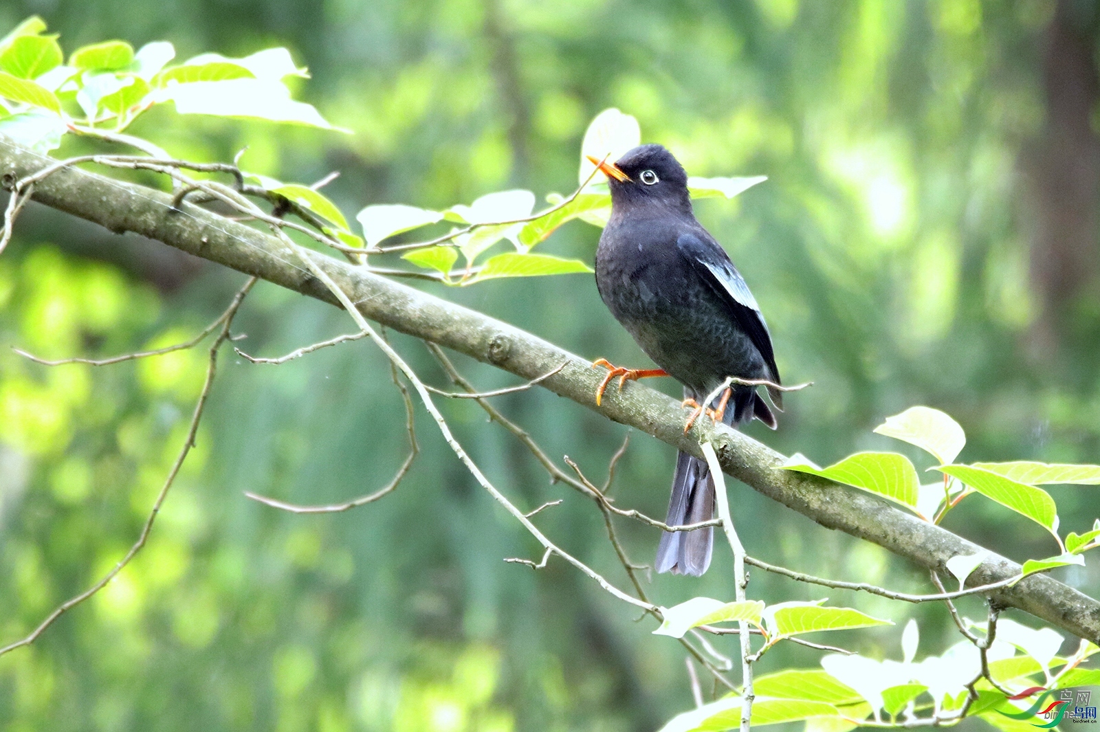 �����ҷ�  ��ʦ�������Ĵ�ʡ������������.jpg